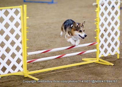 Corgi jumping steel jump