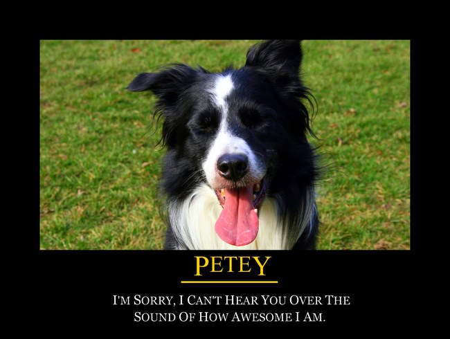 Petey being awesome
