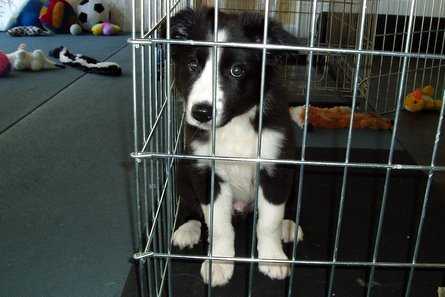 Puppy in his crate looking curious