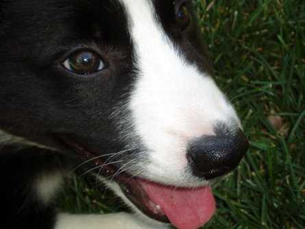 Up close of Puppy smiling